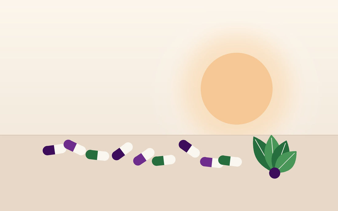 Purple, green, and white capsules and a leaf sprig beneath a warm morning sun