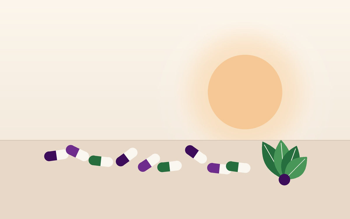 Purple, green, and white capsules and a leaf sprig beneath a warm morning sun